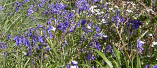 Bluebells On The Cliffs