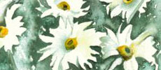 Marguerites