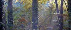 Mist On The Camel Trail